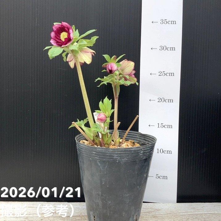 お買い得一点物咲き進み株】加藤農園 クリスマスローズ 4.5号（KT32