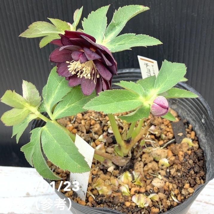 お買い得一点物咲き進み株】加藤農園 クリスマスローズ チョコレート