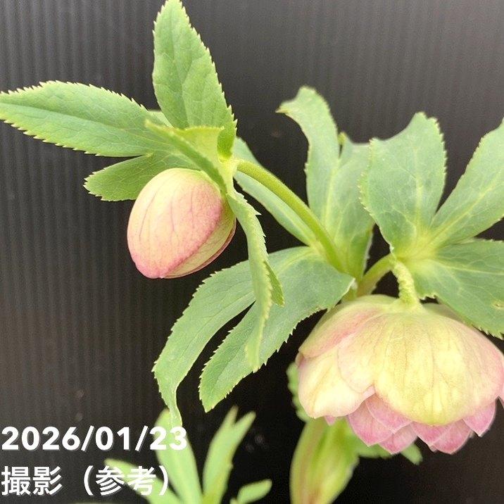 お買い得一点物咲き進み株】加藤農園 クリスマスローズ 4.5号（KT44