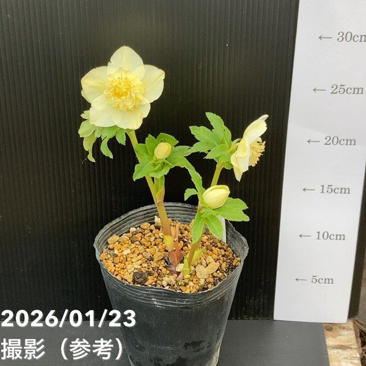 お買い得一点物咲き進み株】加藤農園 クリスマスローズ 4.5号（KT48