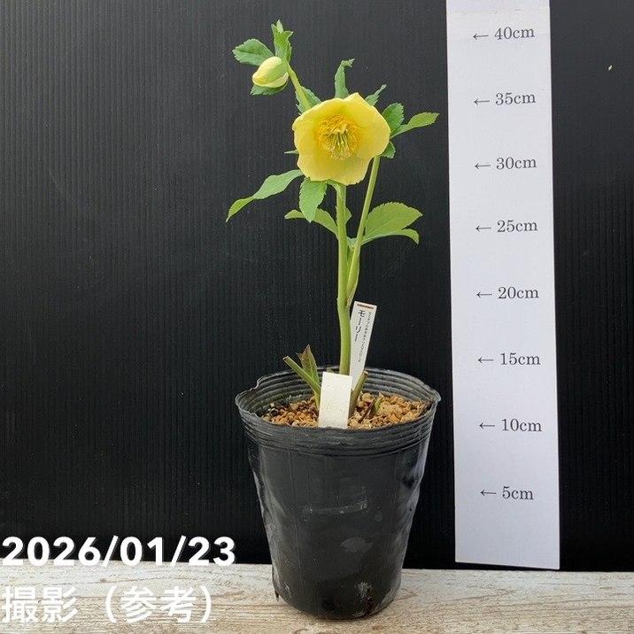 お買い得一点物咲き進み株】加藤農園 クリスマスローズ モーリー 4.5号