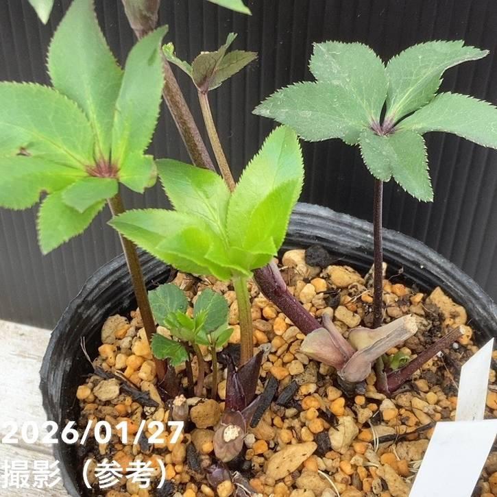 お買い得一点物咲き進み株】加藤農園 小輪プレミアムクリスマスローズ