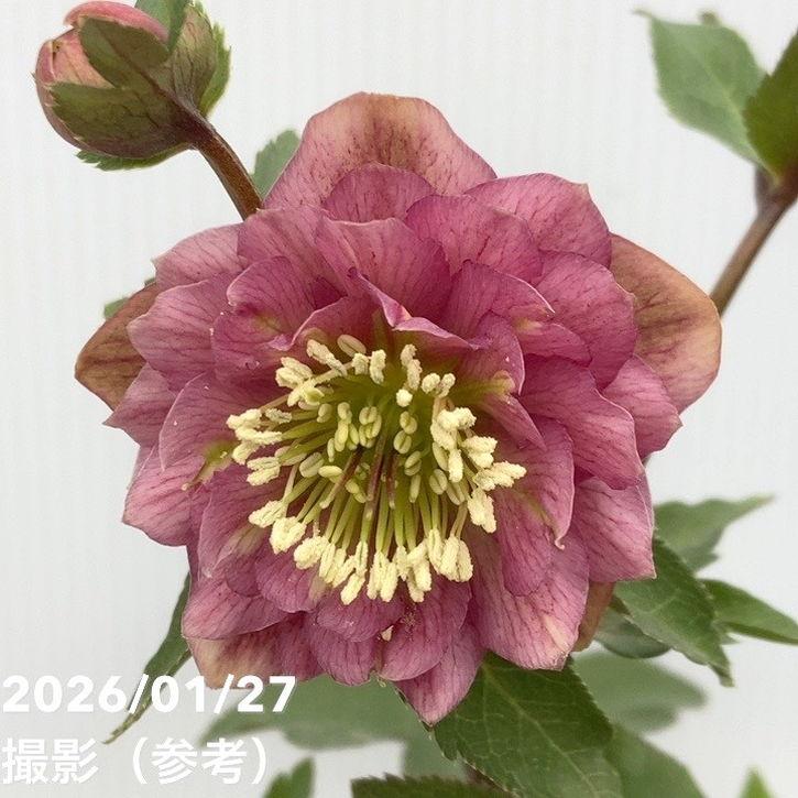 tokotoko様にご提案苗㉖-375クリスマスローズ ゆき様にご提案苗㉖-423