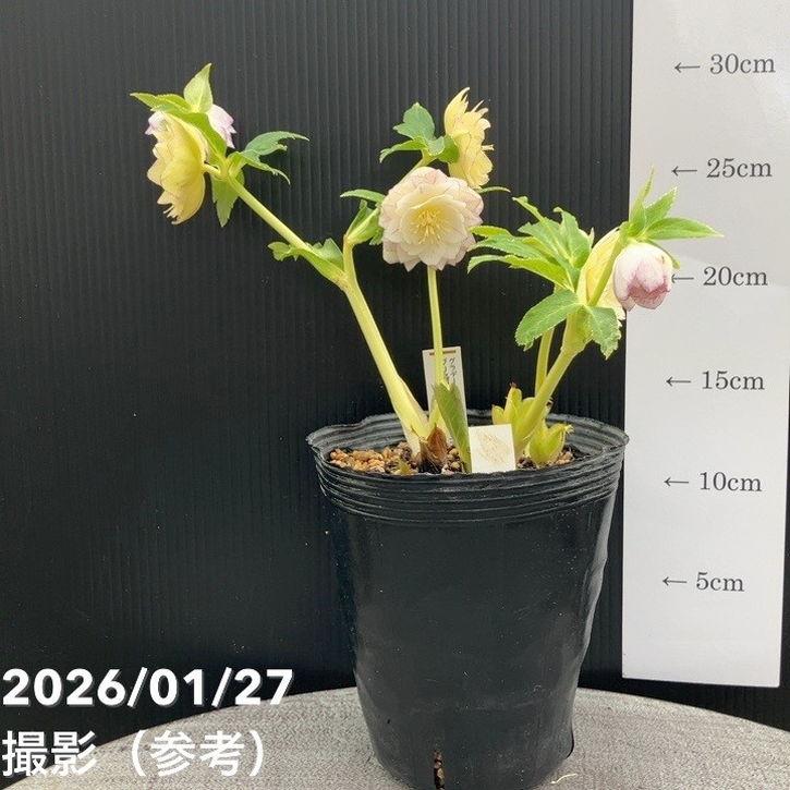 お買い得一点物咲き進み株】加藤農園 クリスマスローズ グラデーション