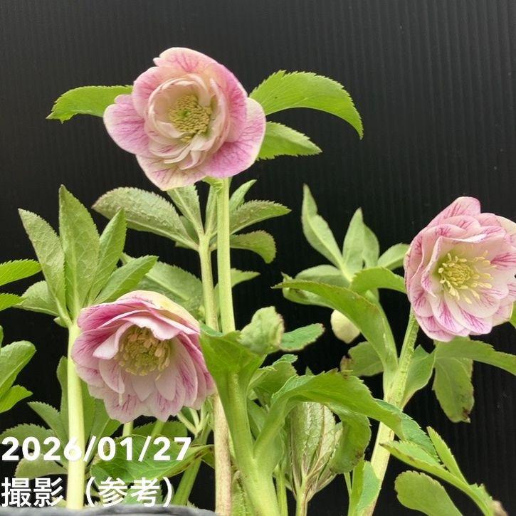 お買い得一点物咲き進み株】加藤農園 ソフトグラデーションクリスマス