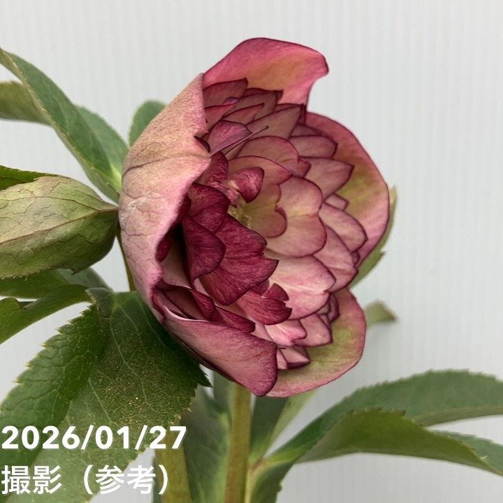 一点物】横山園芸 クリスマスローズ プリマドレス 4.5号（YK5）｜山野