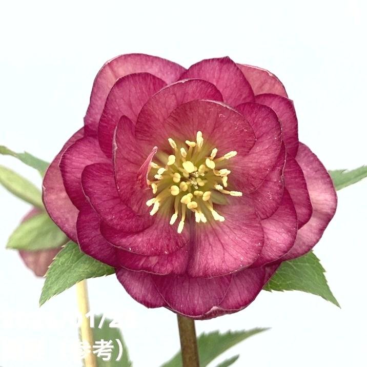 お買い得一点物咲き進み株】加藤農園 艶々系クリスマスローズ キラメキ