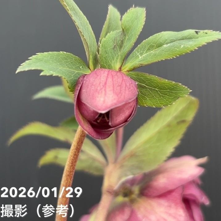 お買い得一点物咲き進み株】加藤農園 クリスマスローズ グロッシー