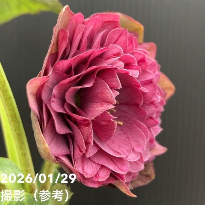 一点物】横山園芸 クリスマスローズ プリマドレス 4.5号（YK13）｜山野