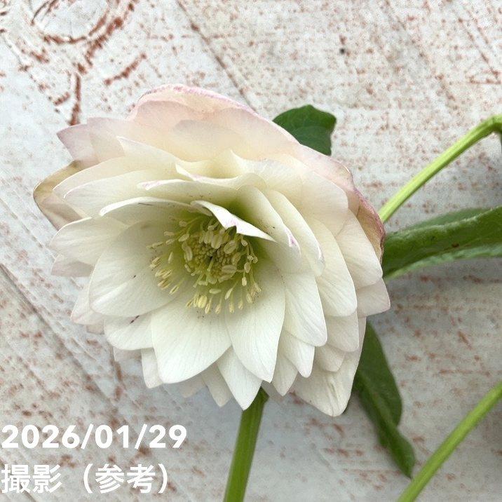 一点物】横山園芸 クリスマスローズ プリマドレス 4.5号（YK15）｜山野