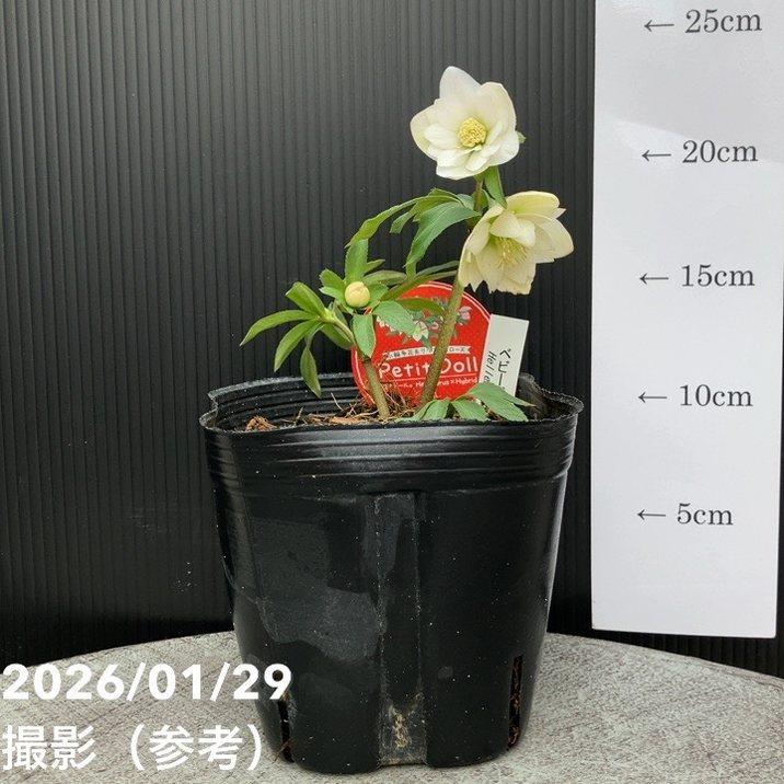 一点物】横山園芸 クリスマスローズ ベビードール（プチドール） 4.5号