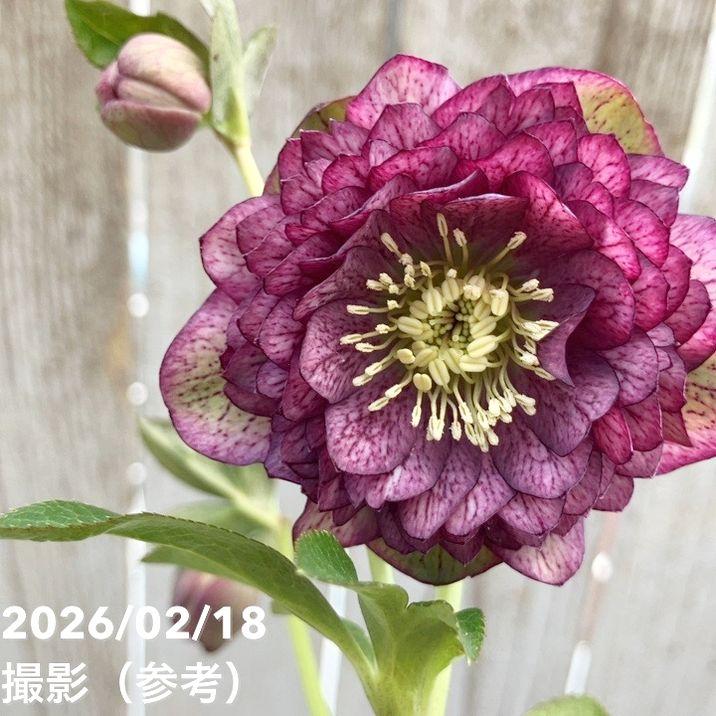 一点物】広瀬園芸 クリスマスローズ 4号（HR38）｜山野04-PA : 赤塚