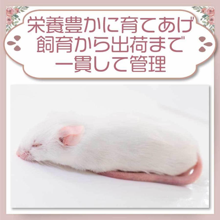 冷凍 マウス ファジーマウスL 餌 エサ フクロウ 100匹 猛禽類 爬虫類