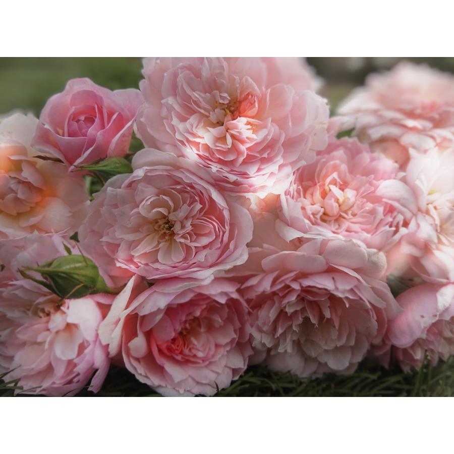 バラ苗 即納 大苗 18cmポット 花千鳥 : Apple Roses - 通販 - Yahoo