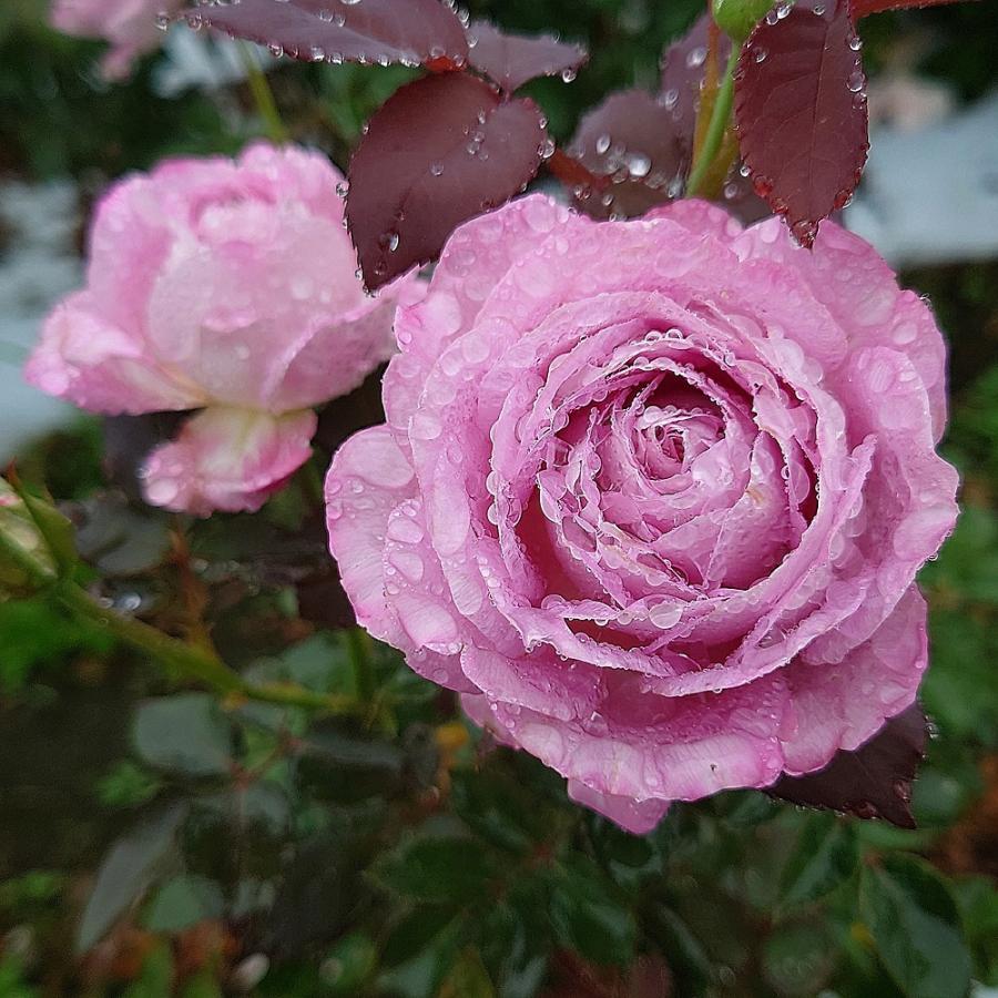 バラ苗 即納 大苗 18cmポット ラフ メイカー : Apple Roses - 通販