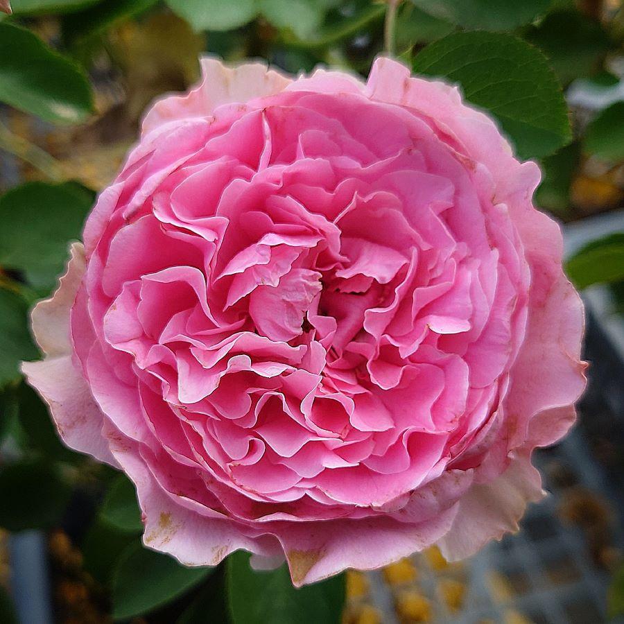 バラ苗 即納 大苗 18cmポット ラブ・シック : Apple Roses - 通販