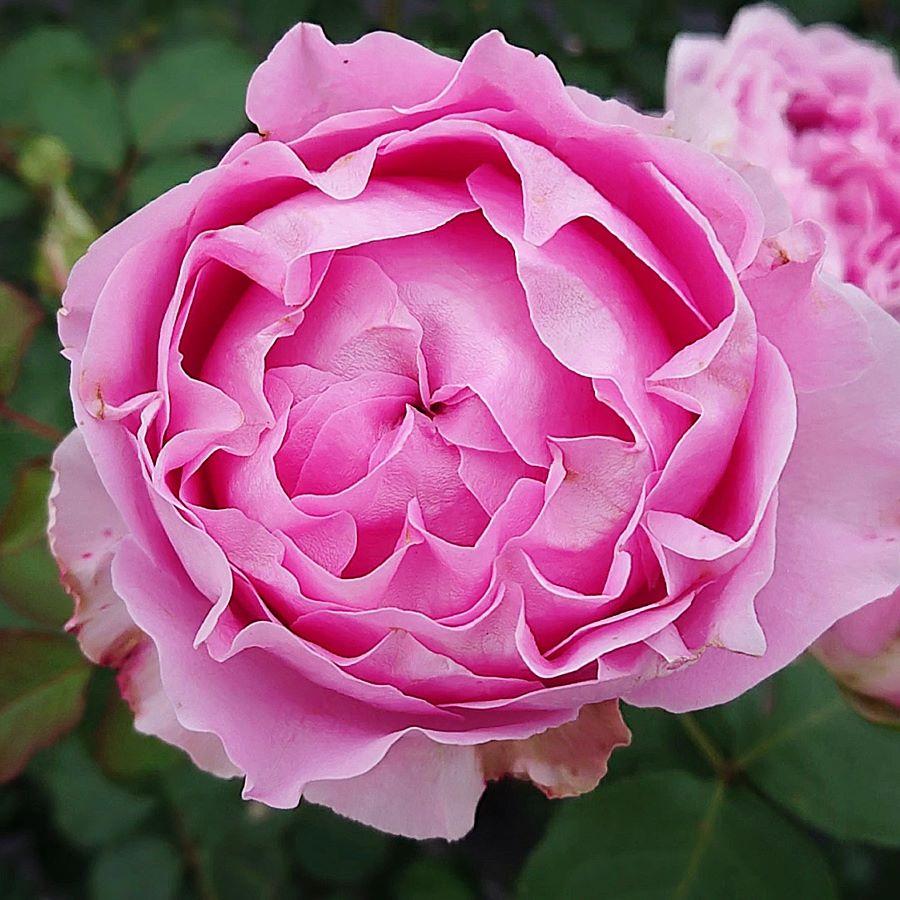 バラ苗 即納 大苗 18cmポット ラブ・シック : Apple Roses - 通販