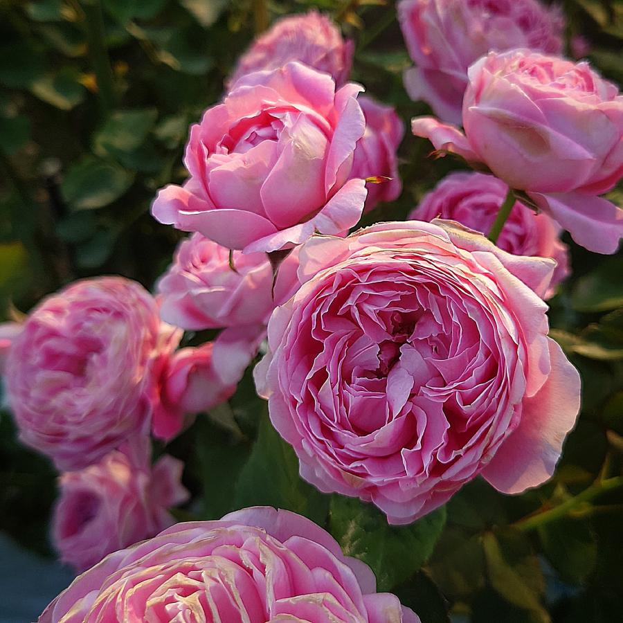 バラ苗 即納 大苗 18cmポット メルヘン クーゲル : Apple Roses - 通販