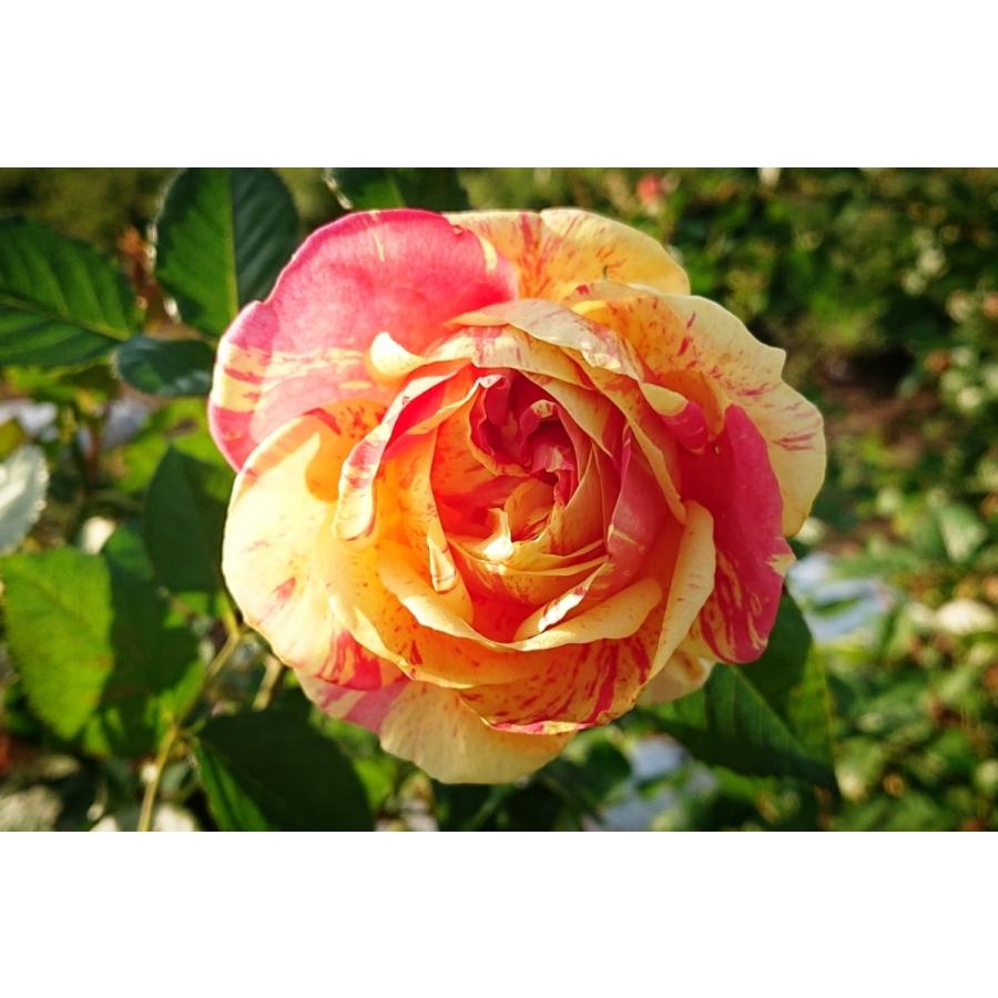 バラ苗 即納 大苗 18cmポット 四季の香 : Apple Roses - 通販 - Yahoo