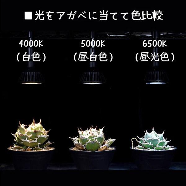 京セラ CERAPHIC いきもの電球 5000K(昼白色) : アクアテイラーズ