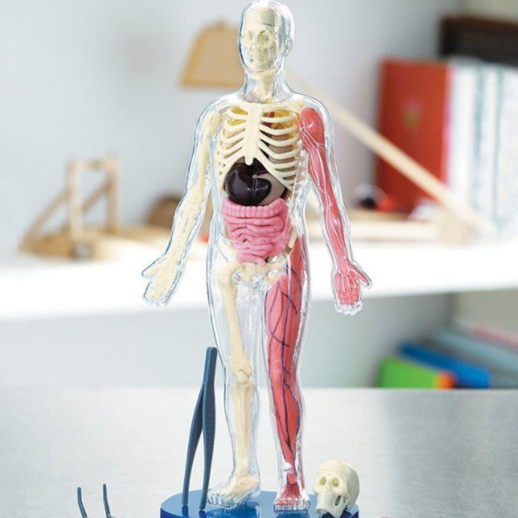 大型 木製 人体模型 標本 臓器 パズル ディスプレイ 漢方 レトロ