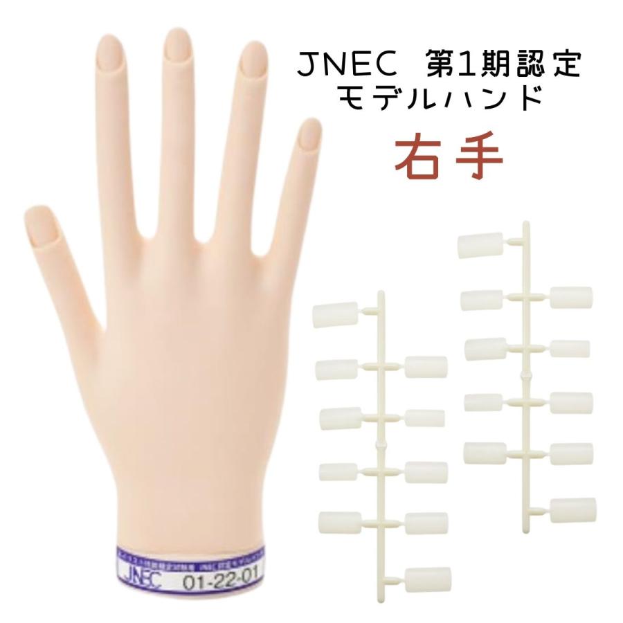 滝川（TAKIGAWA） JNEC認定ハンド STモデルハンド 右手 ネイルチップ