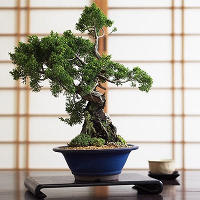 石付き真柏 送料無料 盆栽 風格のある真柏 : 盆栽妙 ヤフー店 - 通販