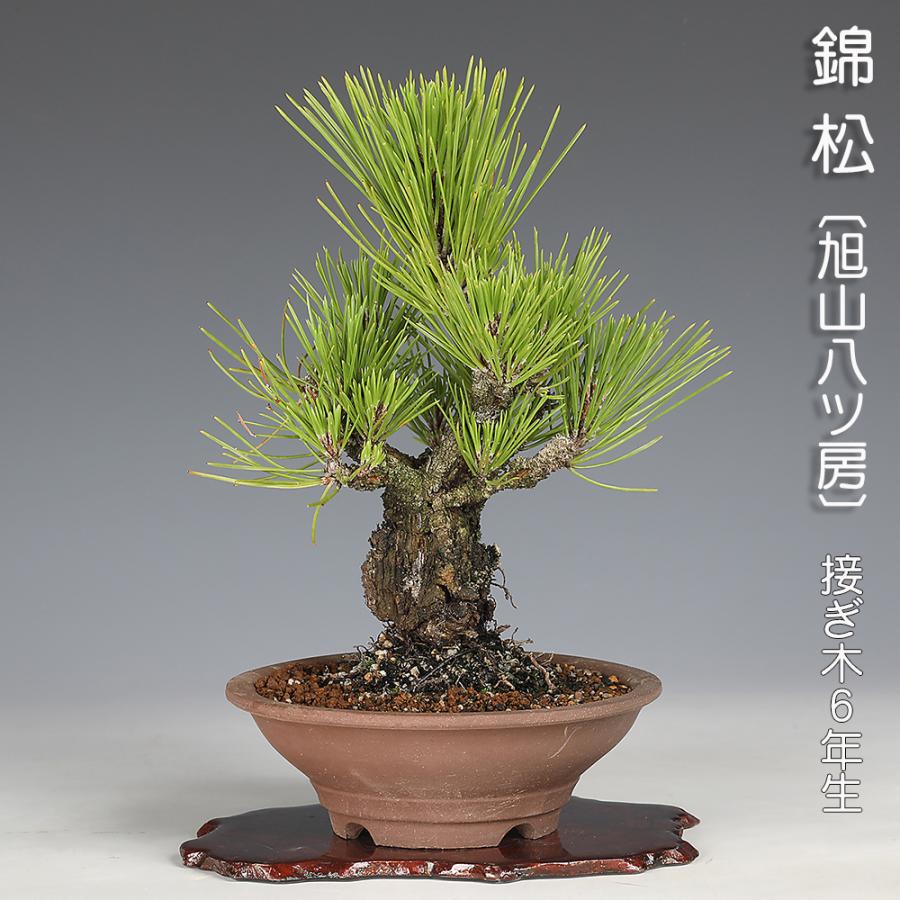 盆栽 錦松 旭山八ッ房 接ぎ木6年生 ニシキマツ にしきまつ 松柏盆栽