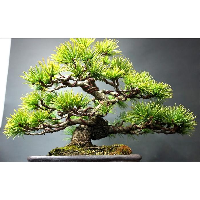盆栽 五葉松 【中品盆栽】 五葉松 (4) : Bonsai Store Ito - 通販