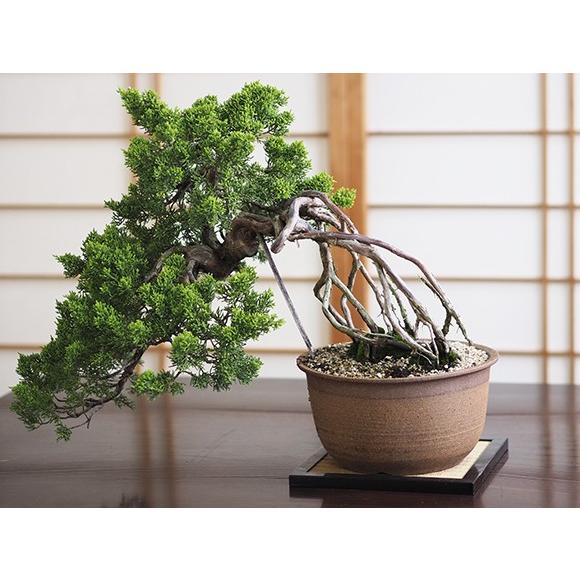 懸崖の根上がりの真柏 送料無料 盆栽 : 盆栽妙 ヤフー店 - 通販