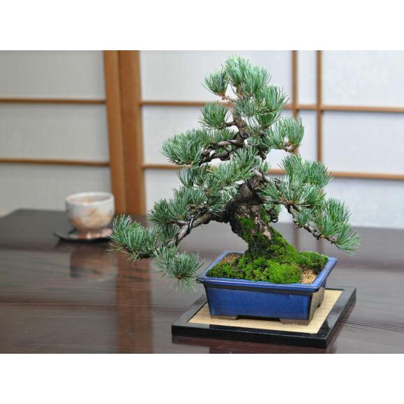 至高の小品五葉松 盆栽 小品盆栽 五葉松 松 高松盆栽 お祝い ギフト