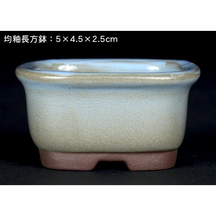 盆栽鉢 「瀬戸焼文山窯色小鉢12点セット」 植木鉢 色鉢 2号 5cm 可愛い