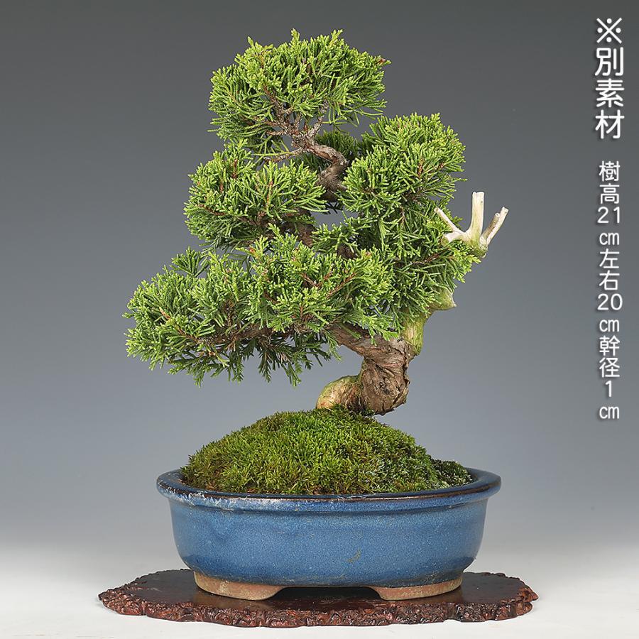 盆栽 真柏 シンパク しんぱく 小品盆栽 ミニ盆栽 模様木 盆栽素材