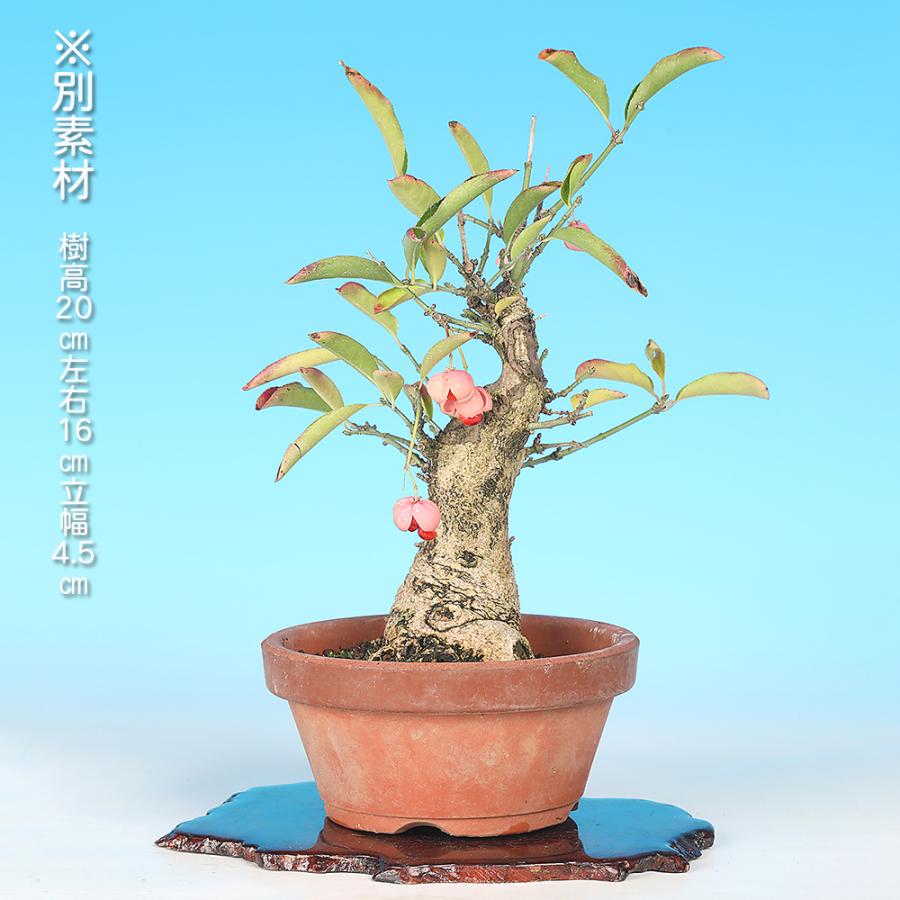 盆栽 まゆみ 真弓 マユミ 小品盆栽 中品盆栽 実物盆栽 盆栽素材 : 盆栽