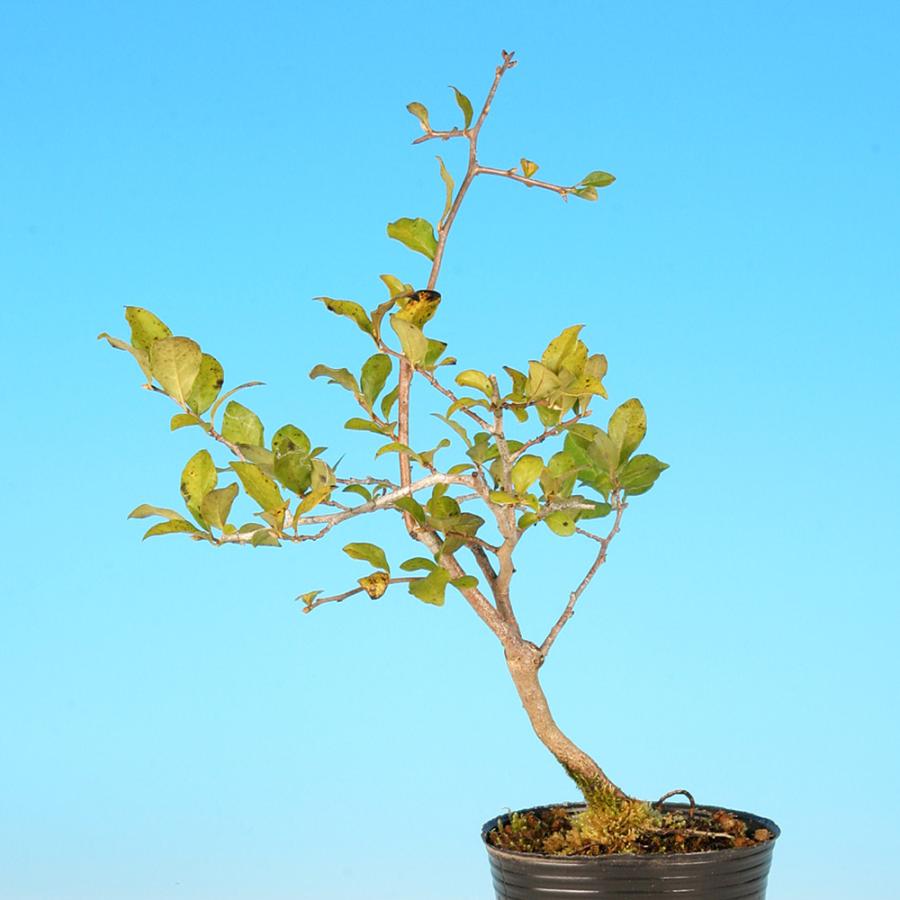 盆栽 老爺柿 雄木 ロウヤガキ ローヤ柿 小品盆栽 ミニ盆栽 盆栽素材