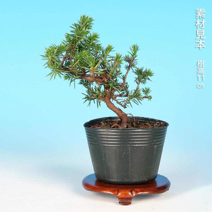 盆栽 杜松 八ッ房性 トショウ 小品盆栽 ミニ盆栽 松柏 盆栽素材 苗木