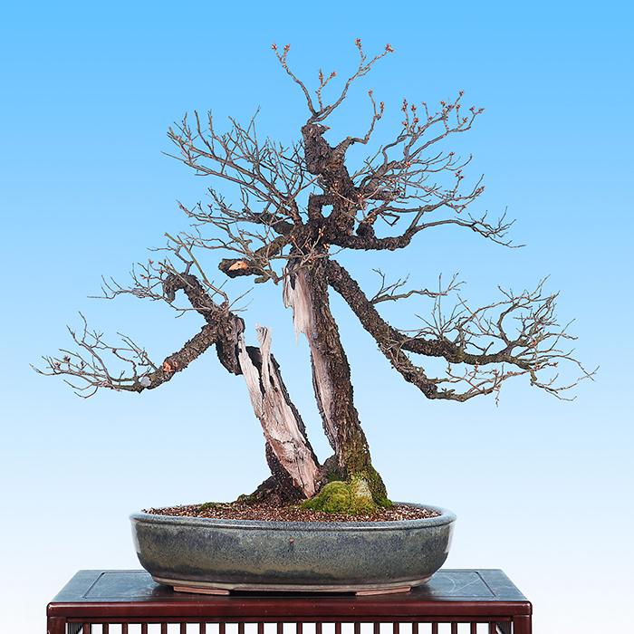 盆栽 「甲州野梅」 野梅 ヤバイ やばい 雑木盆栽 花物盆栽 大型盆栽