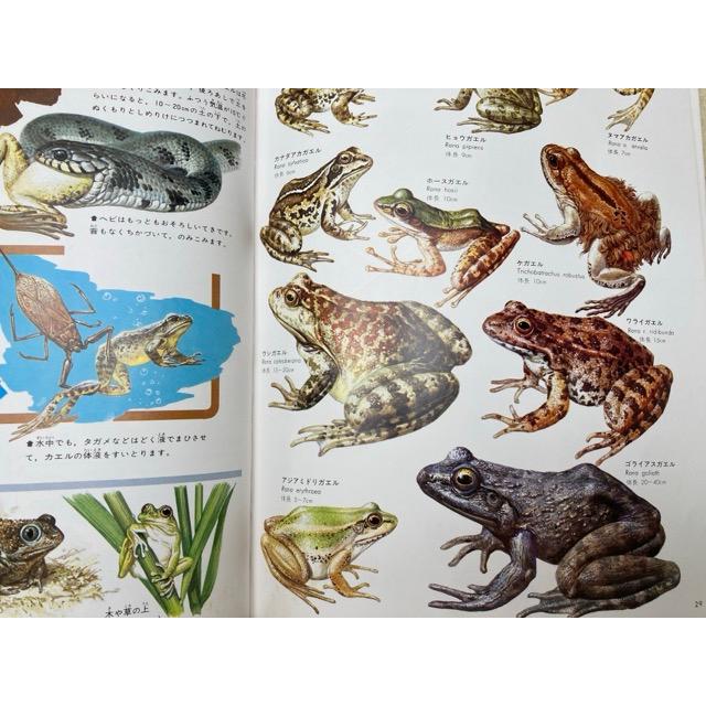 世界の動物4 両生類・爬虫類 原色細密生態図鑑／講談社 : 太田書店