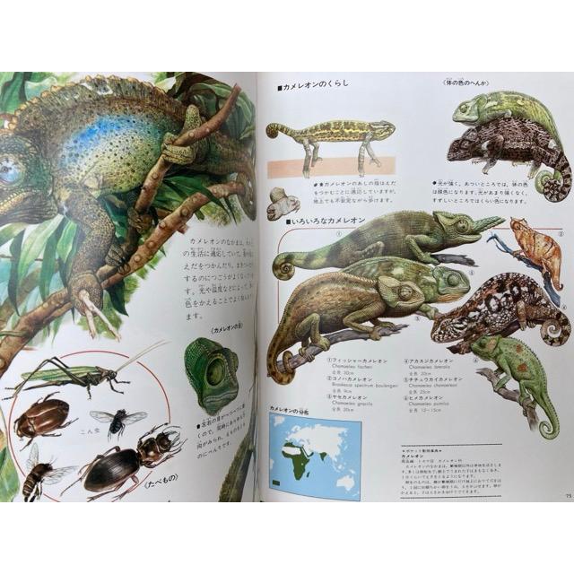 世界の動物4 両生類・爬虫類 原色細密生態図鑑／講談社 : 太田書店