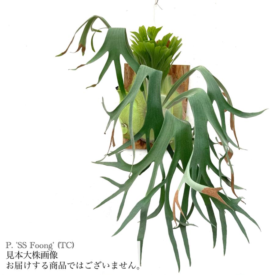 現品) ビカクシダ 'SS Foong' (TC) (No.40688) (コウモリラン 観葉植物