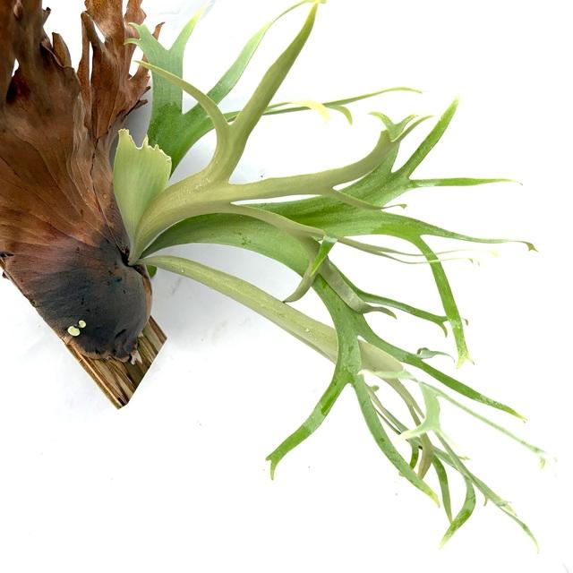 現品) ビカクシダ ウィリンキー 'リトルエルフ' (TC) (No.40856