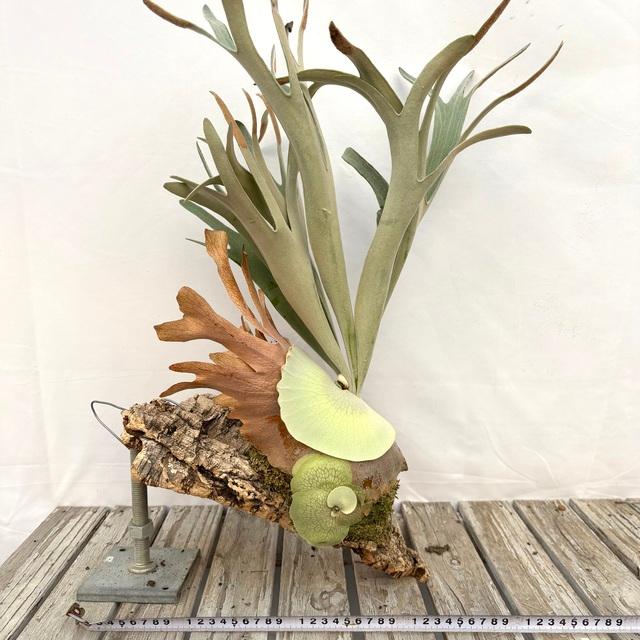 現品) ビカクシダ 'ハクナマタタ' (No.40975) (コウモリラン 観葉植物