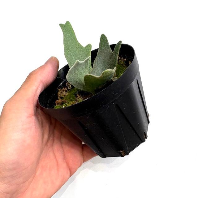 現品) ビカクシダ ウィリンキー 'ジェニー' (TC) (No.41091) (コウモリ