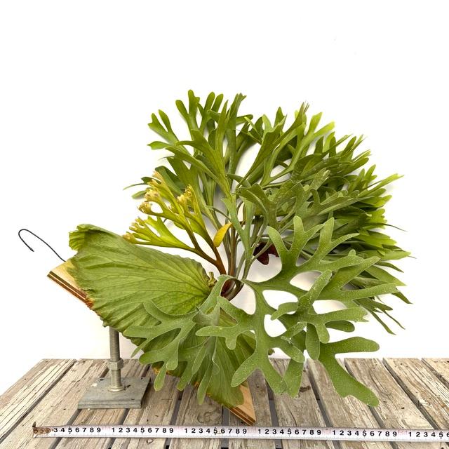 現品) ビカクシダ (キッチャクード シンフロンド × リドレイ ドワーフ