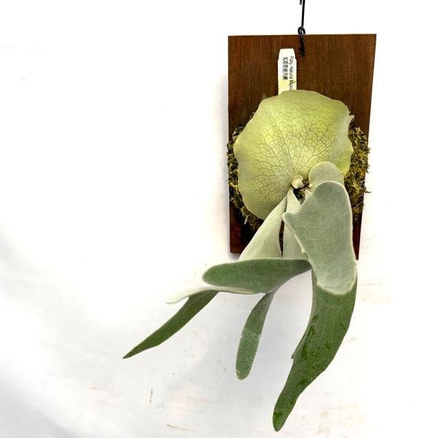 現品) ビカクシダ 'ハクナマタタ' (TC) (No.41154) (コウモリラン 観葉