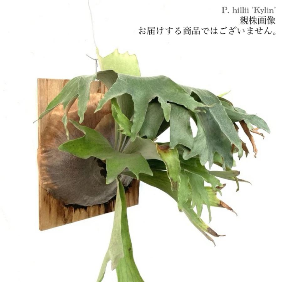 現品) ビカクシダ ヒリー cv.キリン (pup) (No.40547) (コウモリラン