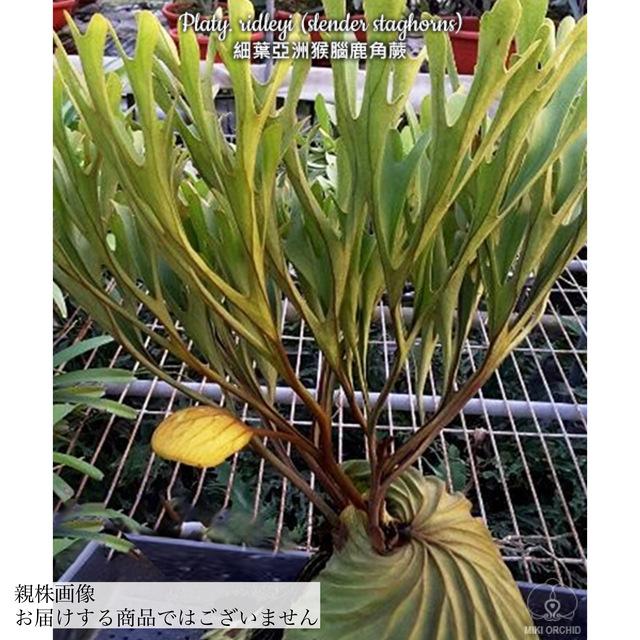 ビカクシダ リドレイ 細葉 3寸 (コウモリラン 観葉植物 おしゃれ