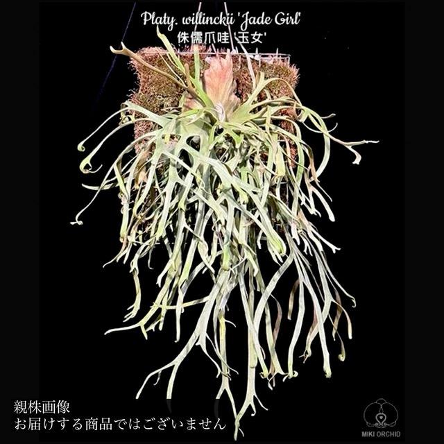 現品) ビカクシダ ウィリンキー 'ジェイドガール' (spore) (No.41070