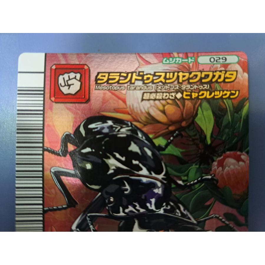 タランドゥスツヤクワガタ 5周年コレクションカード第1弾 029