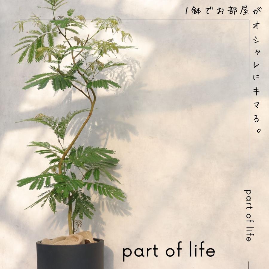 エバーフレッシュ 曲がり 仕立て 8号 お祝い ギフト 開店祝い 新築